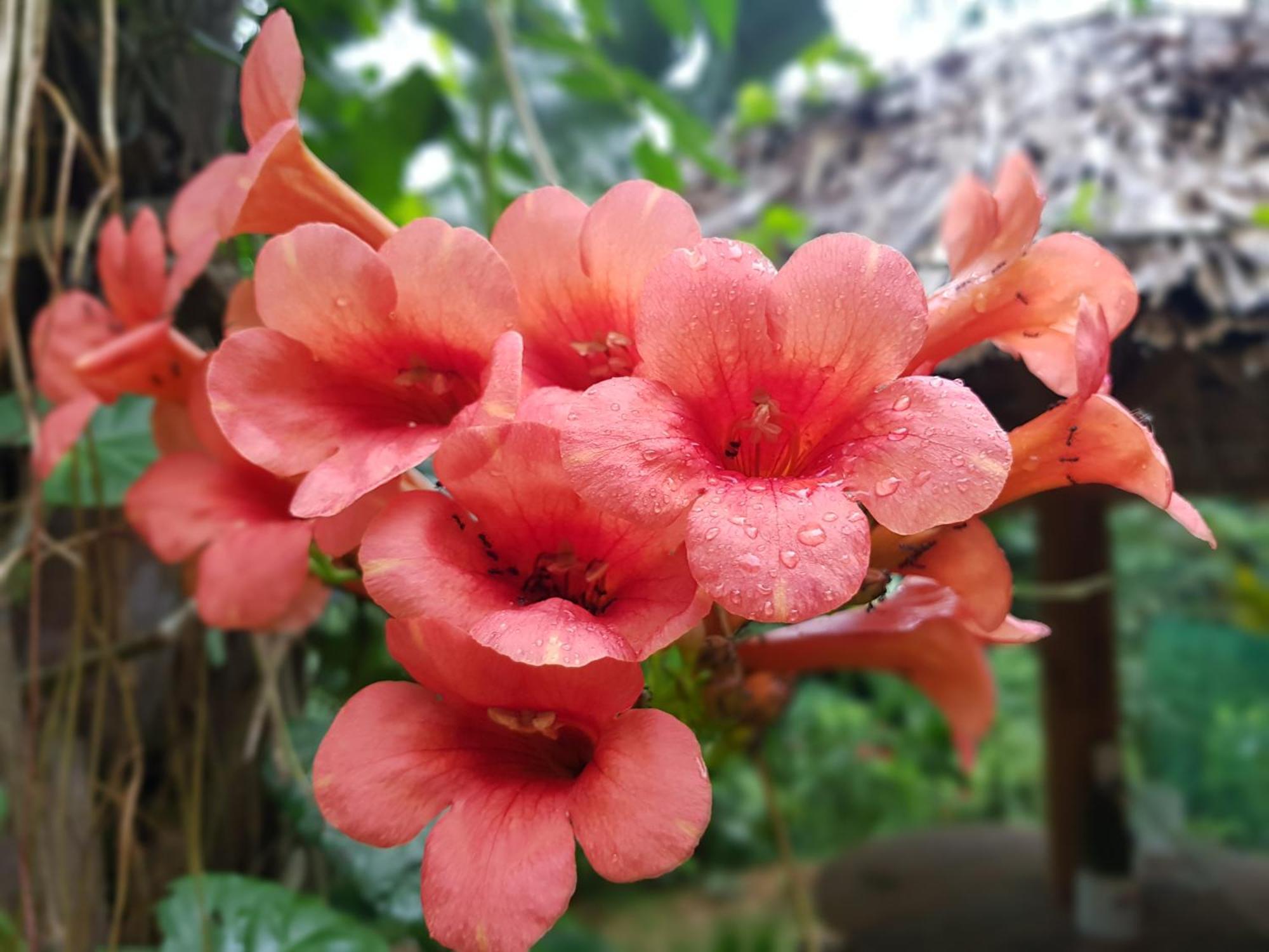 Vu Linh Palm House Homestay - Bungalow Yen Bai Zewnętrze zdjęcie