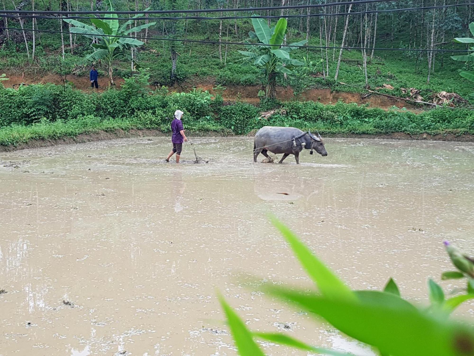 Vu Linh Palm House Homestay - Bungalow Yen Bai Zewnętrze zdjęcie